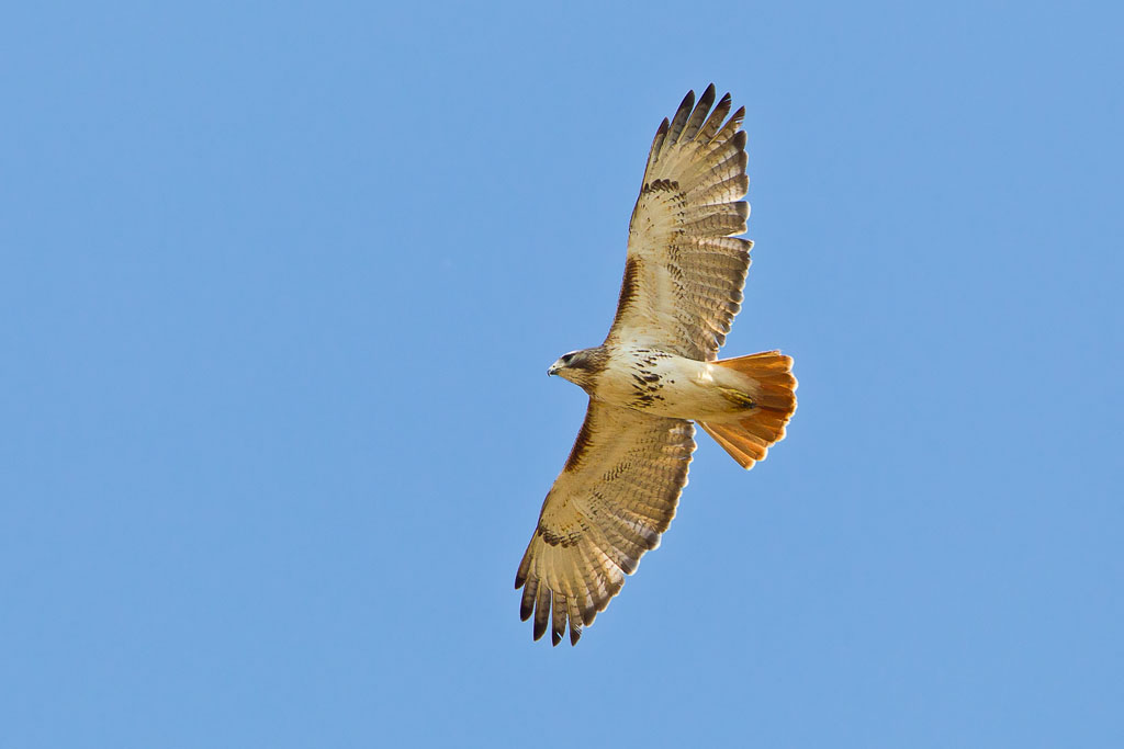 Red-tailed Hawk (Buteo jamaicensis borealis), eastern adult